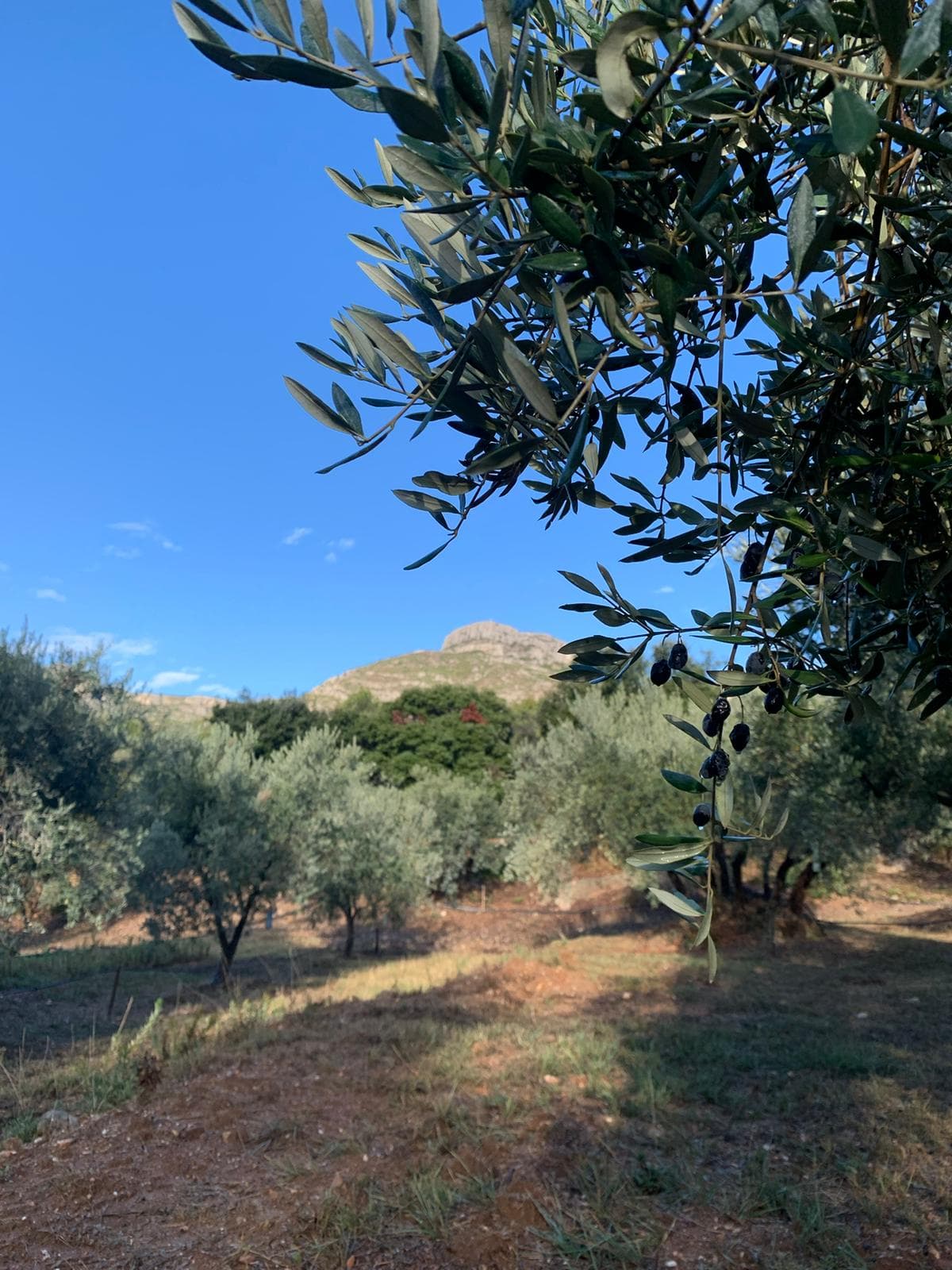 L'Essence du Garlaban — oliveraie
