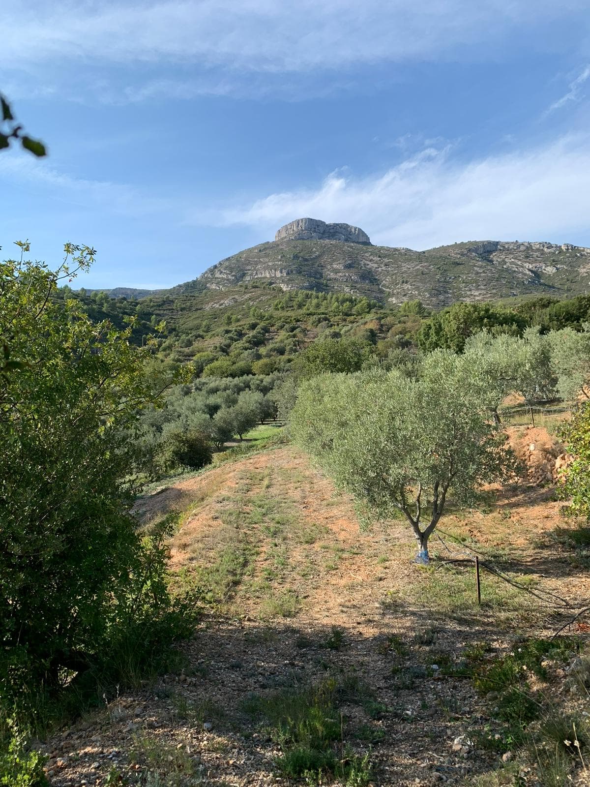 L'Essence du Garlaban — oliveraie